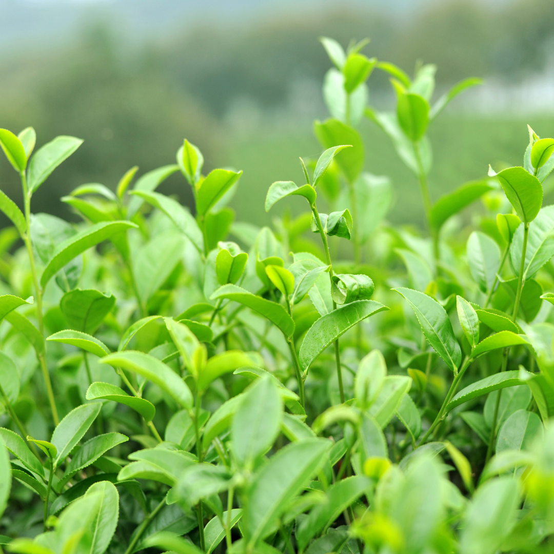 Extrait de feuille de thé vert (camellia sinensis leaf water)