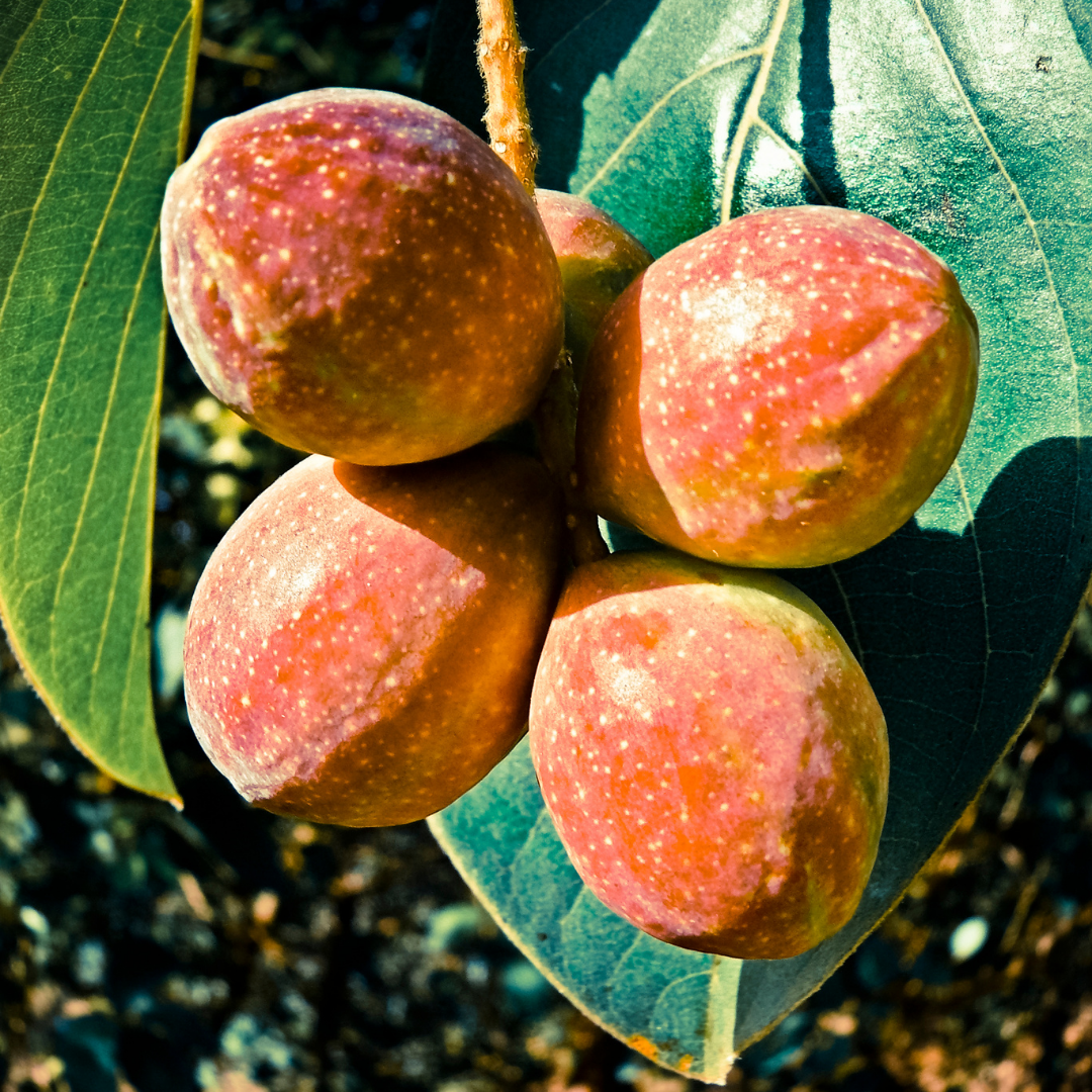 Kakadu plum on sale