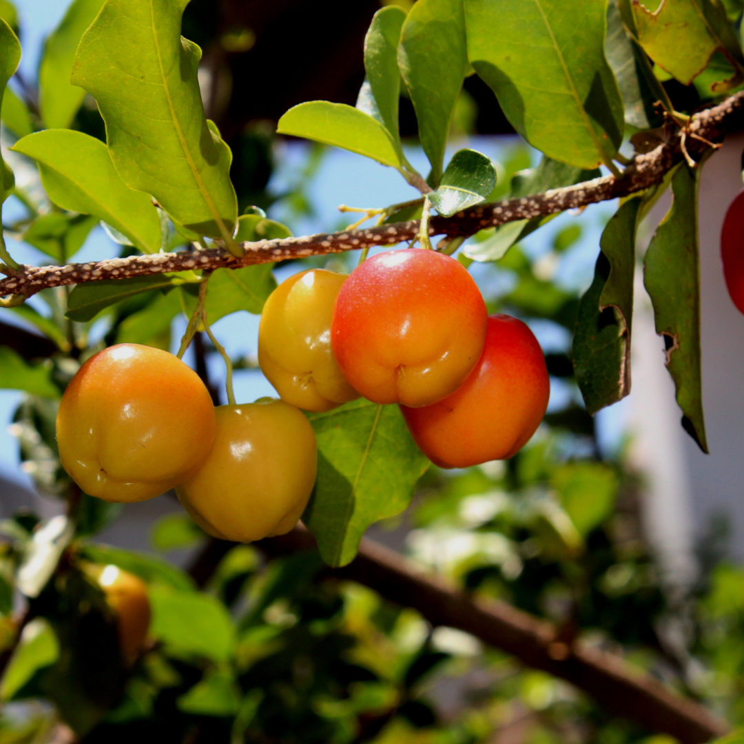 Acerola Fruit Extract | Frula Beauty | Skincare for glowing skin