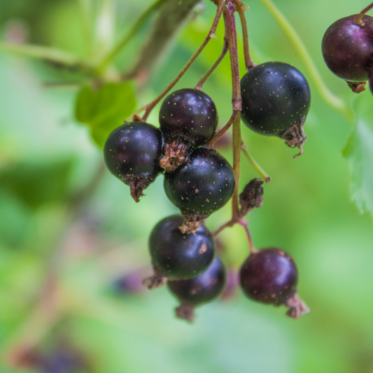 Blackcurrant Seed Oil | Frula Beauty | Skincare for glowing skin