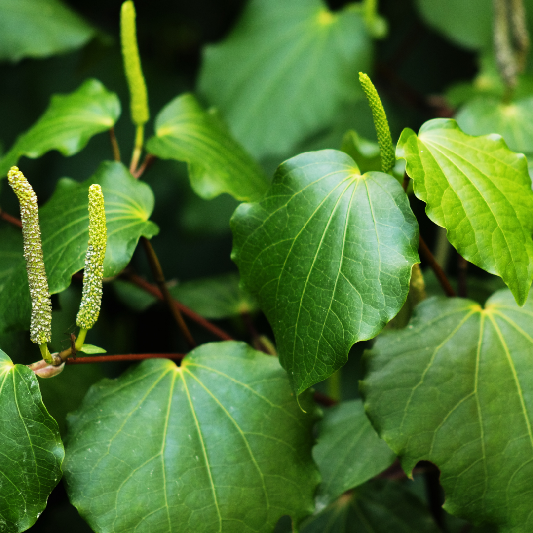 Why Kawakawa Leaves is so good for your skin Frula Beauty FRULABEAUTY