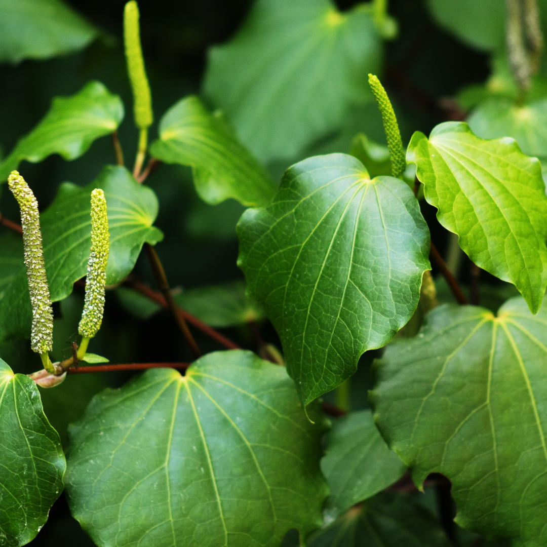 Kawakawa leaves | Frula Beauty | Skincare for glowing skin