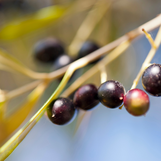 Olive fruit oil | Frula Beauty | Skincare for glowing skin
