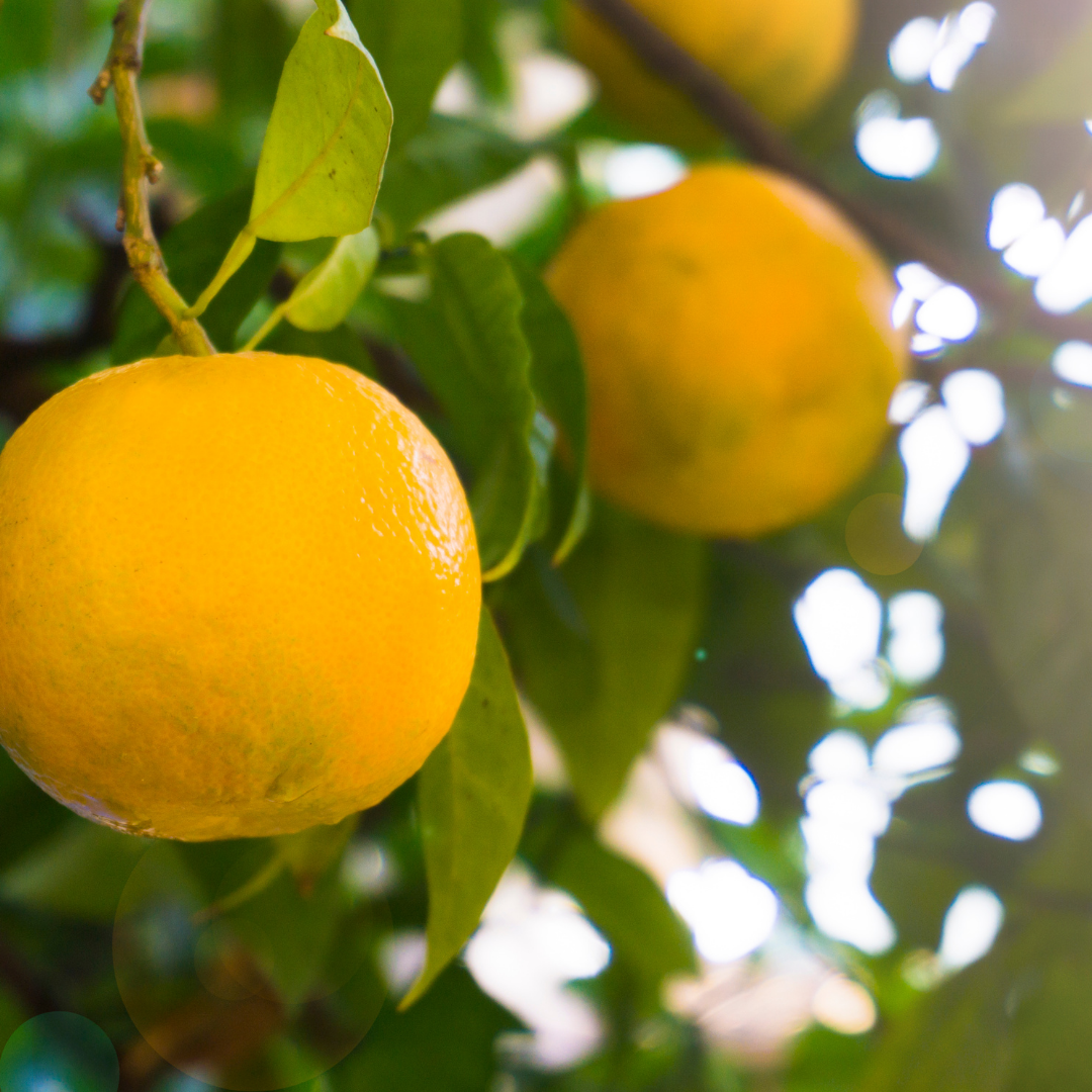 Orange fruit extract | Frula Beauty | Skincare for glowing skin