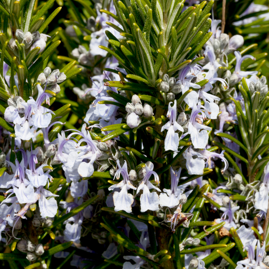 Rosemary Leaf Extract | Frula Beauty | Skincare for glowing skin