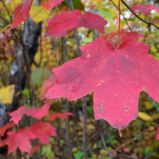 Sugar Maple Extract | Frula Beauty | Skincare for glowing skin